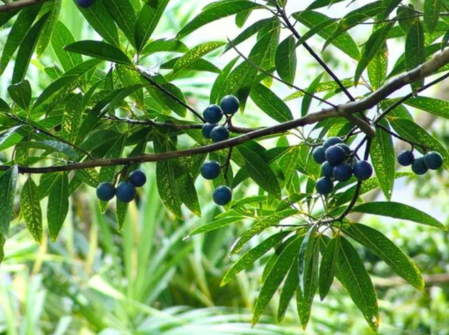 Nepali Rudraksha is valued not only for religious reasons but